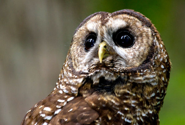 spotted owl gaze