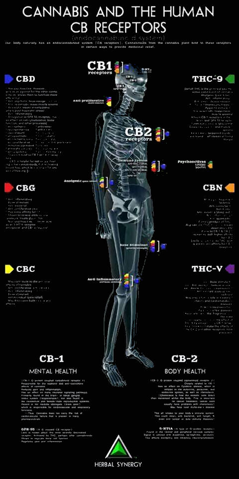 CB receptors