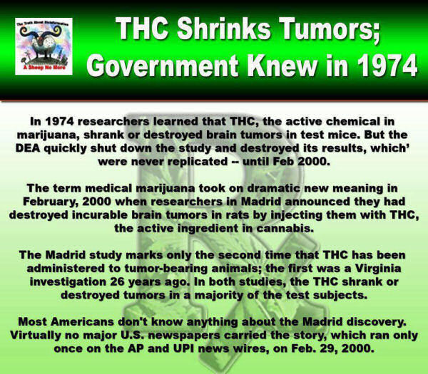 THC destroys tumors