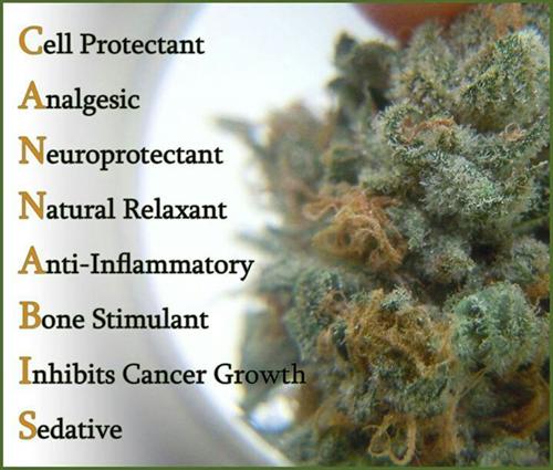 cannabis