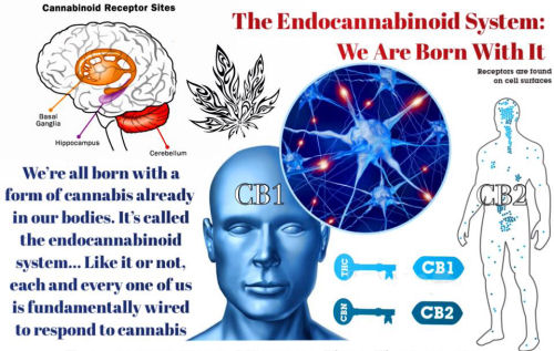 endocannabinoid system