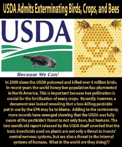 dead birds and bees