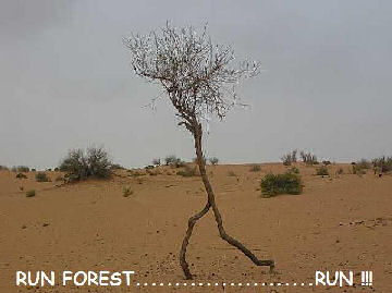 run forest run !