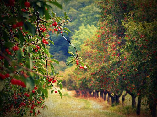 cherry orchard