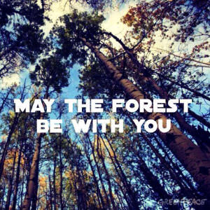may the forest be with you