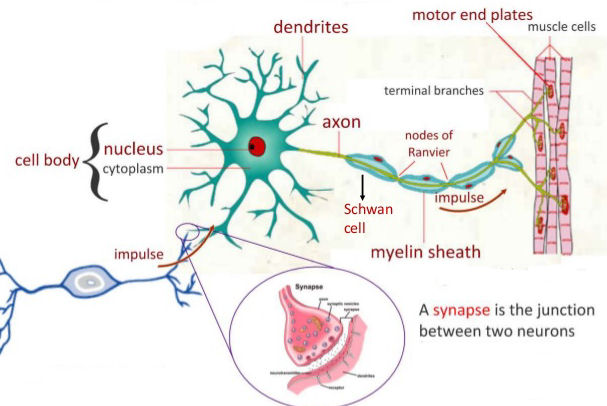 neuron synapse