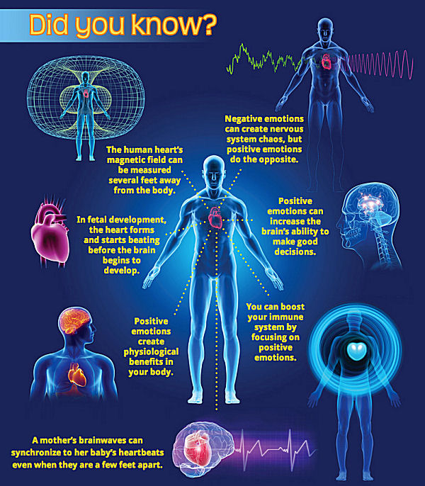 human heart