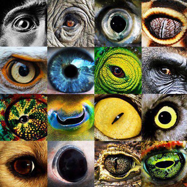 animal vision