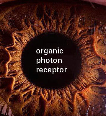 organic photon receptor