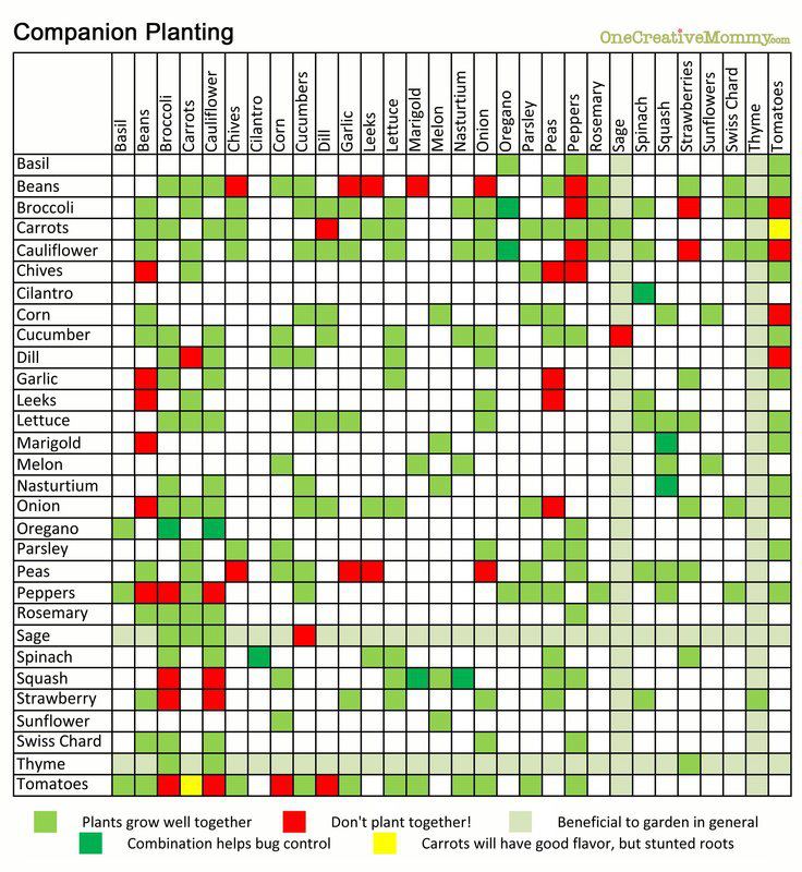 companion planting