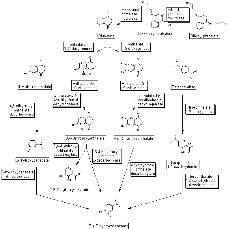 phthalates degradation